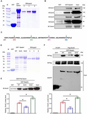 Phosphorylation of Spastin Promotes the Surface Delivery and Synaptic Function of AMPA Receptors